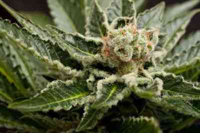 Shark Attack > Dinafem Seeds | Feminized Cannabis   |  Indica